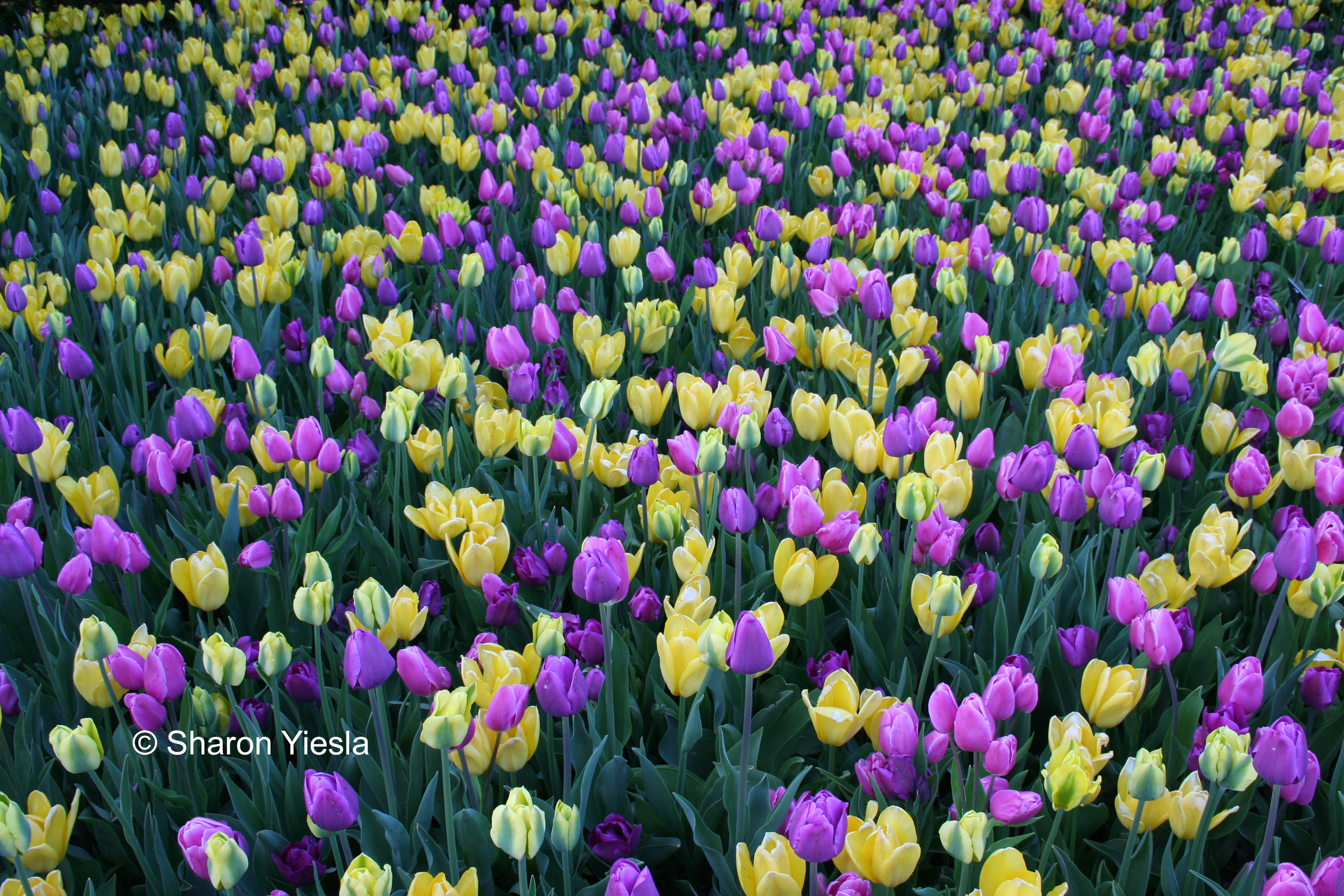A large group of purple and yellow tulips